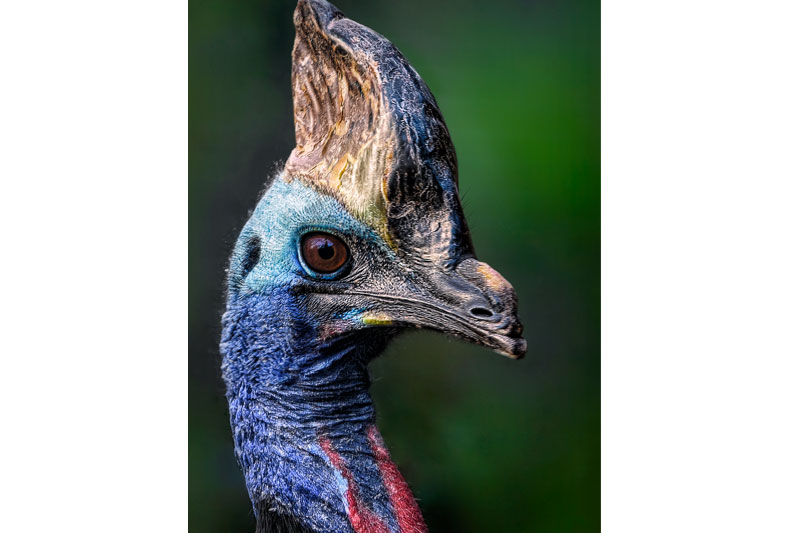 Cassowary