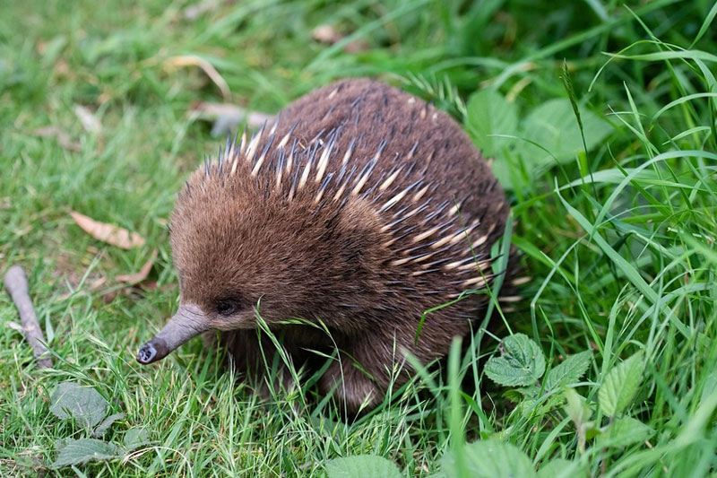 Echidna