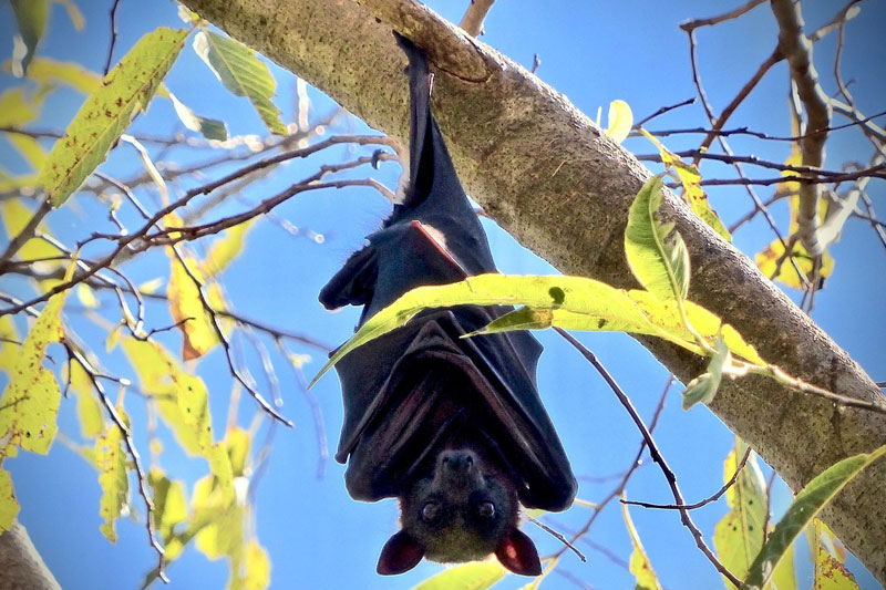 Flying Fox