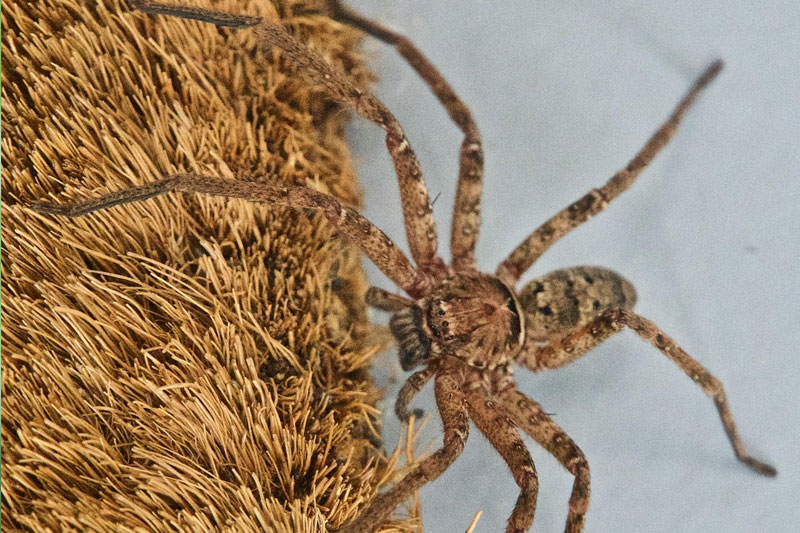 Huntsman Spider