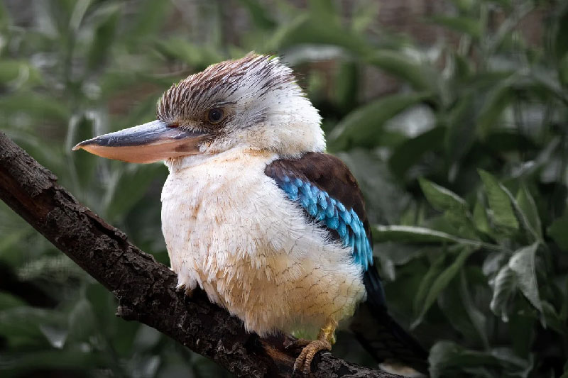 Kookaburra