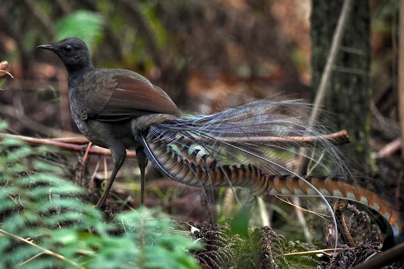 Lyrebird
