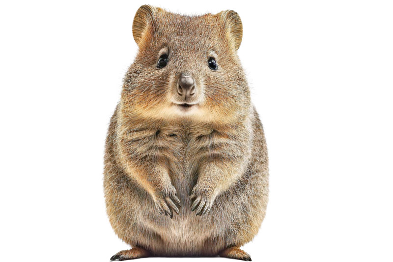 Quokka