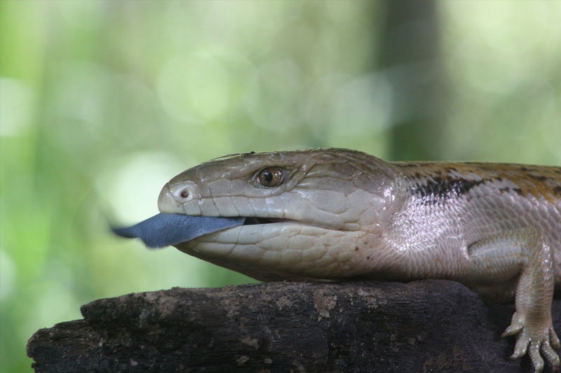 Blue-tongued Skink